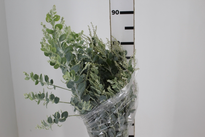<h4>FOLHAGEM ACACIA MIMOSA</h4>
