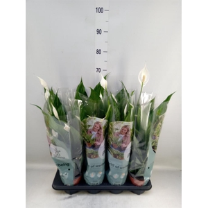 Spathiphyllum  'Sweet Chico'