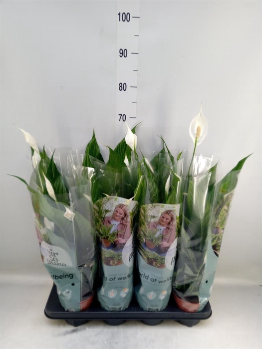 <h4>Spathiphyllum  'Sweet Chico'</h4>