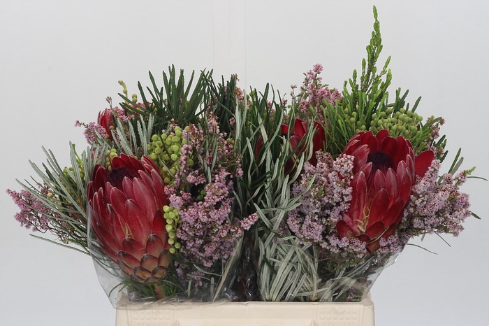 BQ Protea Sharon SFB