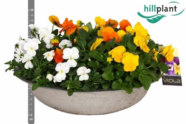 <h4>VIO CO EM MM NICE</h4>