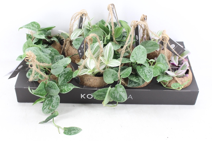 <h4>arr3 Kokoplant - Green mix x8</h4>