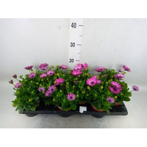 Osteospermum  'Margarita Lilac'