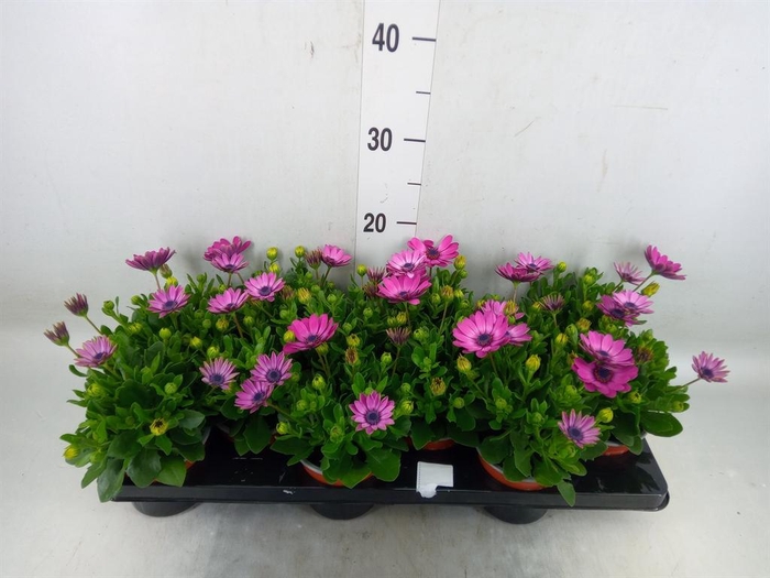 <h4>Osteospermum  'Margarita Lilac'</h4>