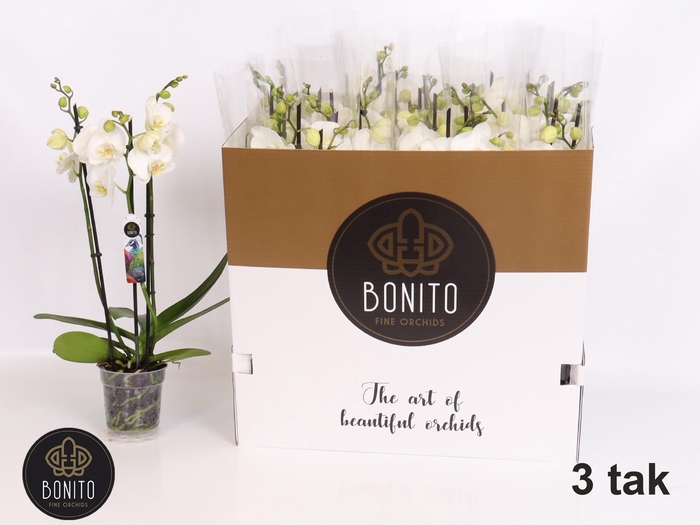 <h4>PHAL AN NOTTINGHAM</h4>