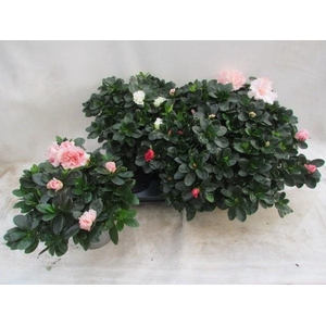 RHODO SI VOGEL GEM