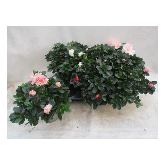 <h4>RHODO SI VOGEL GEM</h4>