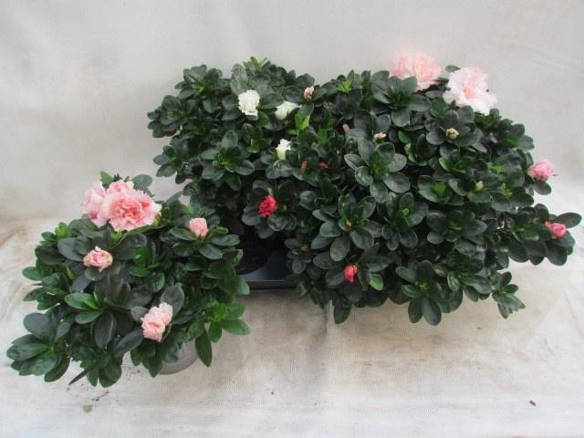 RHODO SI VOGEL GEM