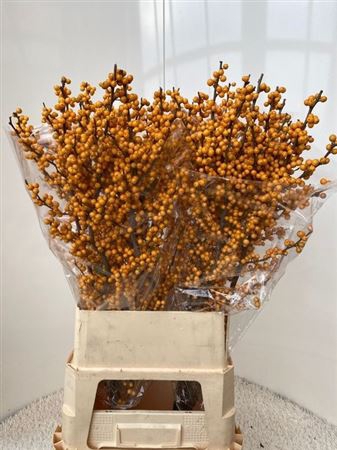 <h4>Ilex Ve Golden Verboom</h4>