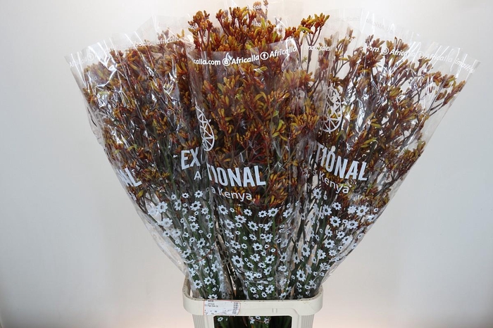 <h4>Anigozanthos Gold Fever</h4>