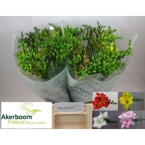 Freesia enk Mix