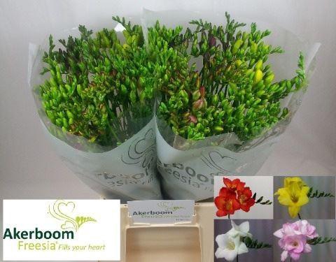 <h4>Freesia enk Mix</h4>