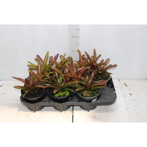 NEOREGELIA FIRE BALL P15