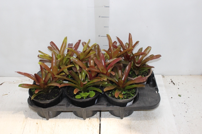 <h4>NEOREGELIA FIRE BALL P15</h4>
