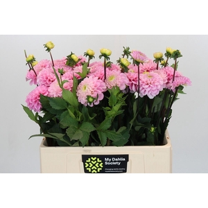 Dahlia BA 'Wizard of Oz'