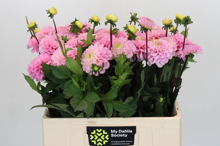 <h4>Dahlia BA 'Wizard of Oz'</h4>