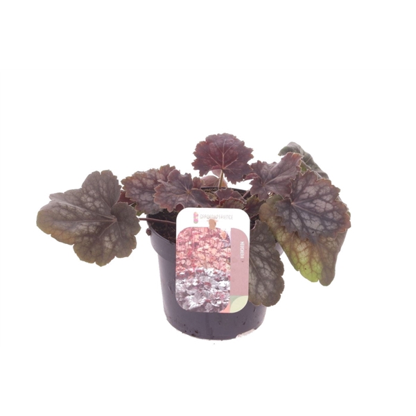 Heuchera amer. Marvelous Marble