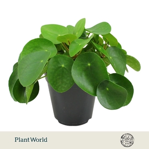 Pilea Peperomioides 15cm