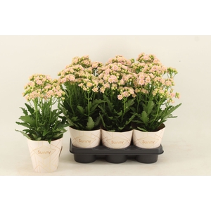 Kalanchoe