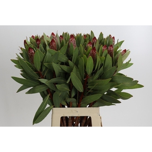 PROTEA ROBIJN