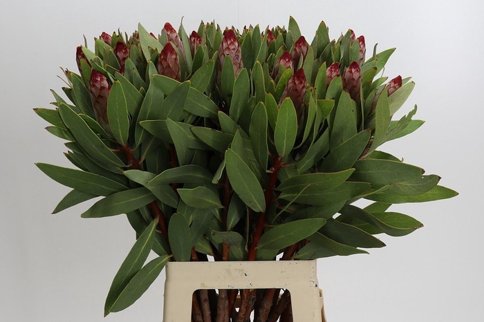 <h4>PROTEA ROBIJN</h4>