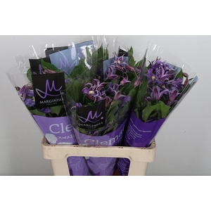 Clematis integrif. 'Amazing Rome'