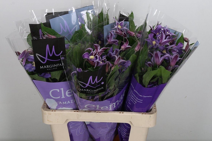 <h4>Clematis integrif. 'Amazing Rome'</h4>