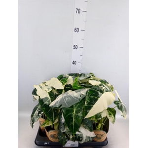 Alocasia   ...