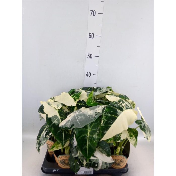 <h4>Alocasia   ...</h4>