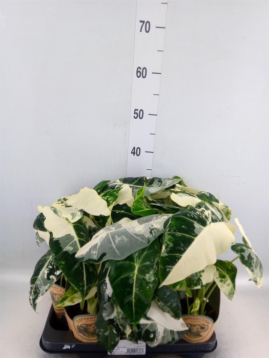 Alocasia   ...