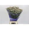 Limonium sinensis White Diamond