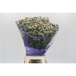 Limonium sinensis White Diamond