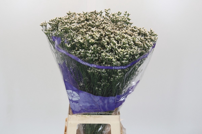 Limonium sinensis White Diamond