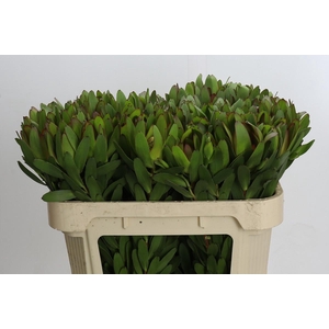 Leucadendron Goldstrike