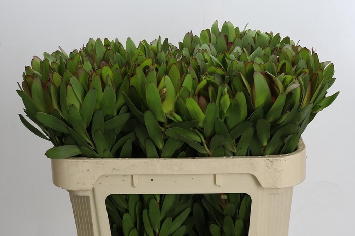 <h4>Leucadendron Goldstrike</h4>