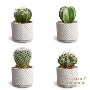 Dune Sans Cactus Collection P7