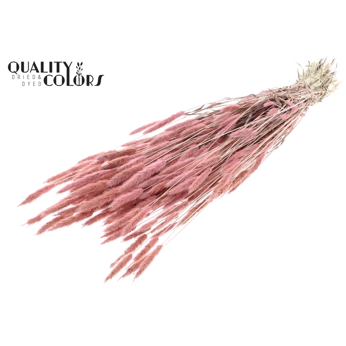 <h4>Polypogon per bunch Frosted Pink</h4>