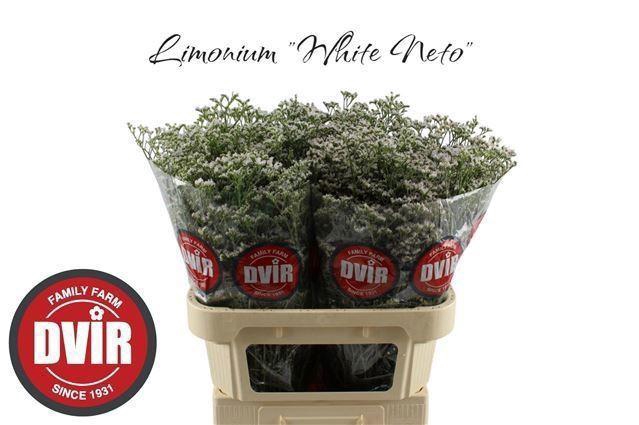 <h4>LIM CASPIUM WHITE NETO 60GR</h4>