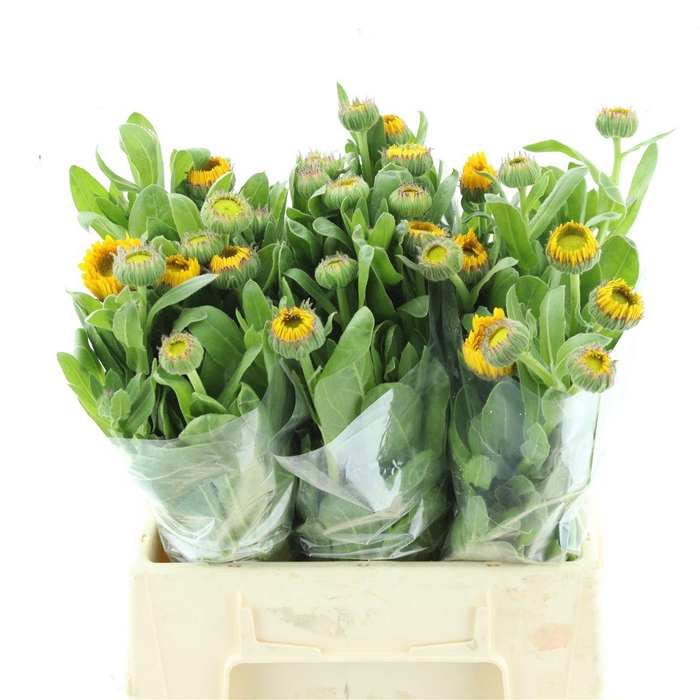 <h4>Calendula Geel</h4>