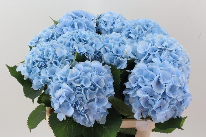 <h4>Hydr M Ch Verena Bl</h4>