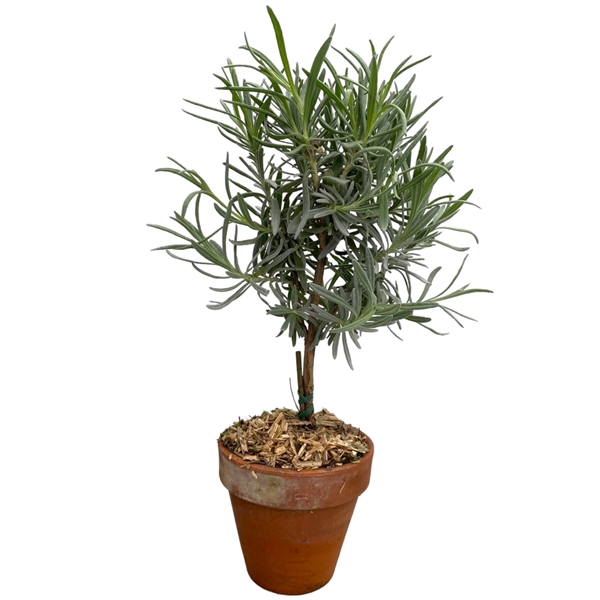 <h4>Lavandula angustifolia in terracotta pot "op stam"</h4>