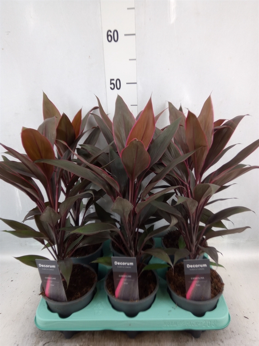 <h4>Cordyline fruti. 'Tango'</h4>