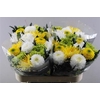 Chr G Gem Spring Mix