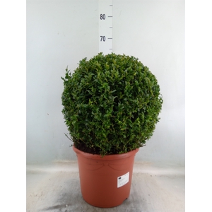 Buxus semp.   ...