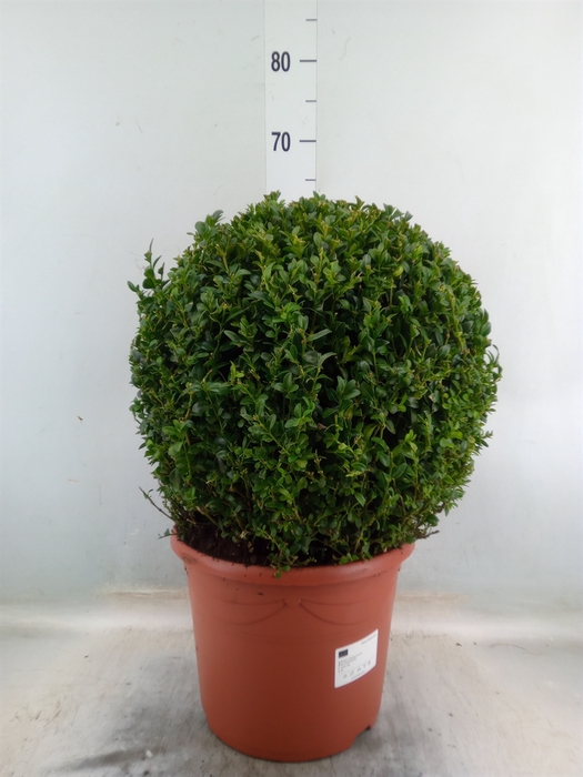 <h4>Buxus semp.   ...</h4>