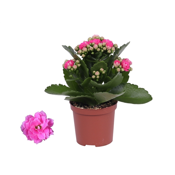 <h4>Kalanchoe Rosalina 07cm Don Nando roze, Zonder hoes</h4>