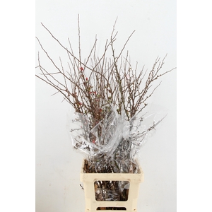 CHAENOMELES SUPERBA 100CM