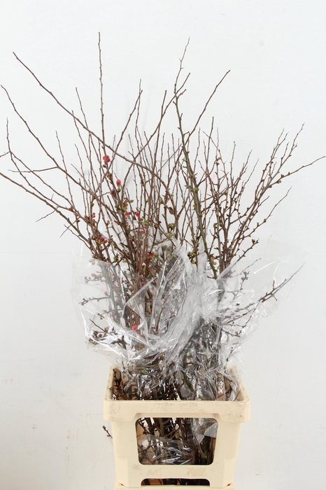 <h4>CHAENOMELES SUPERBA 100CM</h4>