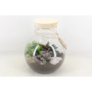 arr2 MB - Terrarium Glas bol nek 285/4