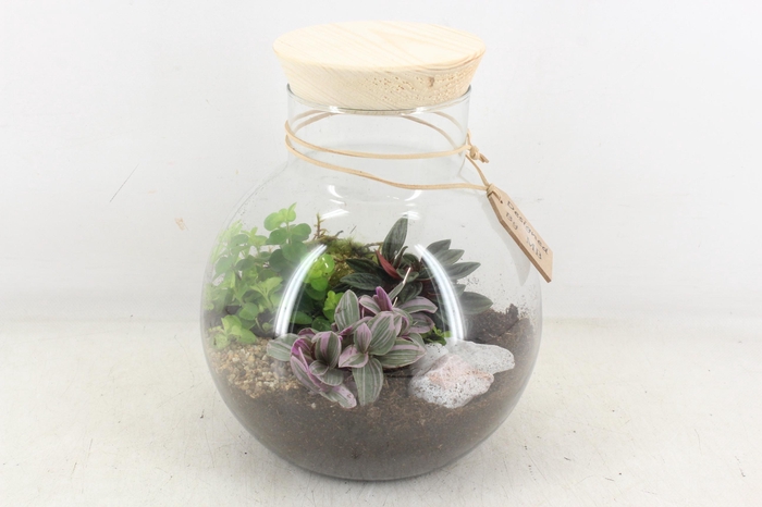 <h4>arr2 MB - Terrarium Glas bol nek 285/4</h4>